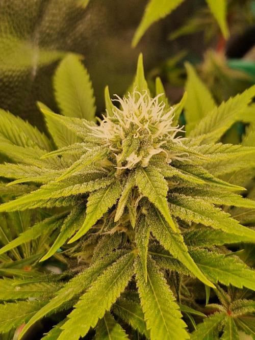 Lemon Mandarin. Week 19 - 30.01.26