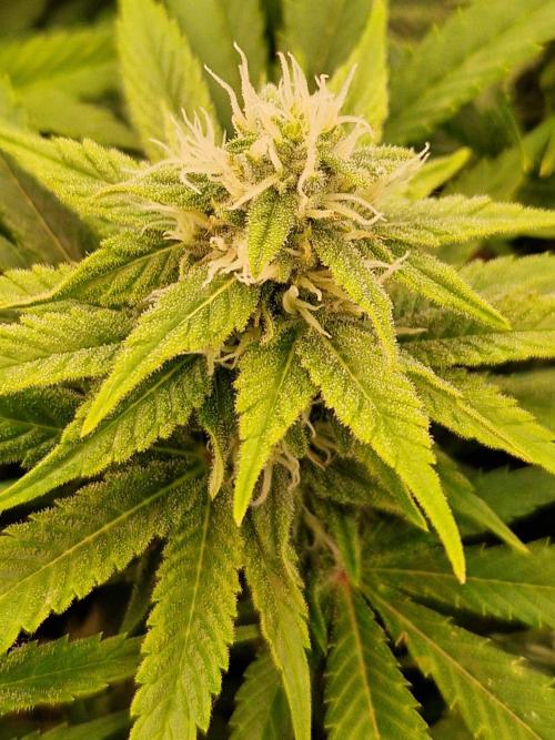 Lemon Mandarin. Week 19 - 30.01.26