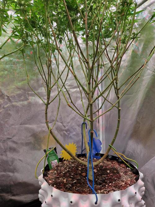 Gorilla Melon. Week 19 - 30.01.26