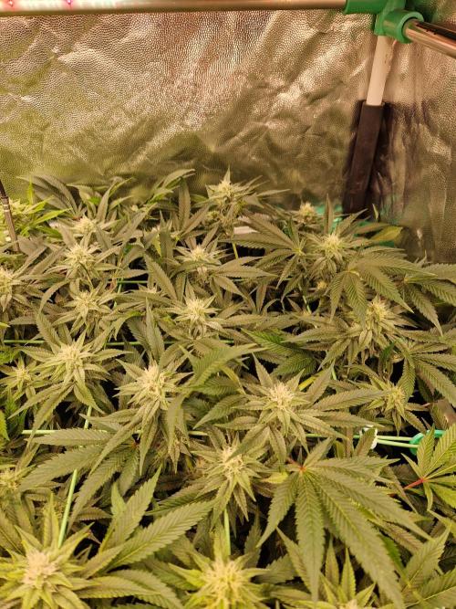 Gorilla Melon. Week 19 - 30.01.26