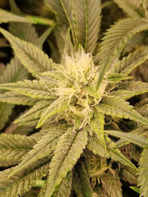 Gorilla Melon. Week 19 - 30.01.26