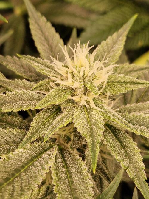 Gorilla Melon. Week 19 - 30.01.26