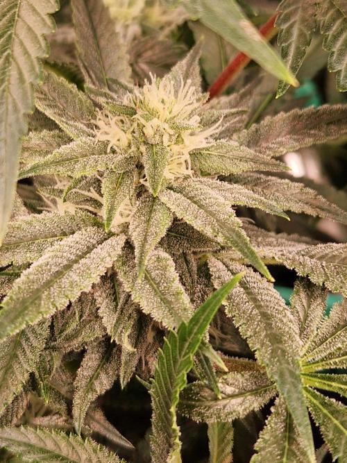 Gorilla Melon. Week 19 - 30.01.26