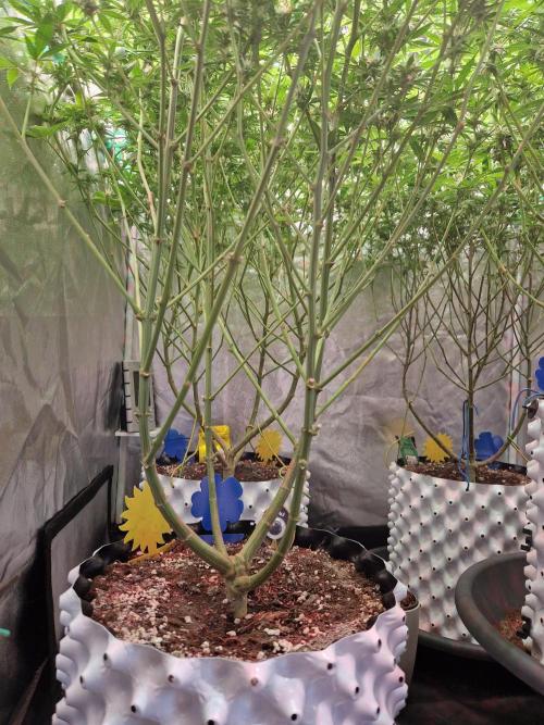 7th Wave. Week 15 - 30.01.26