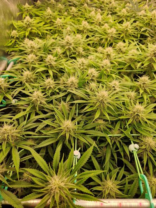 7th Wave. Week 15 - 30.01.26