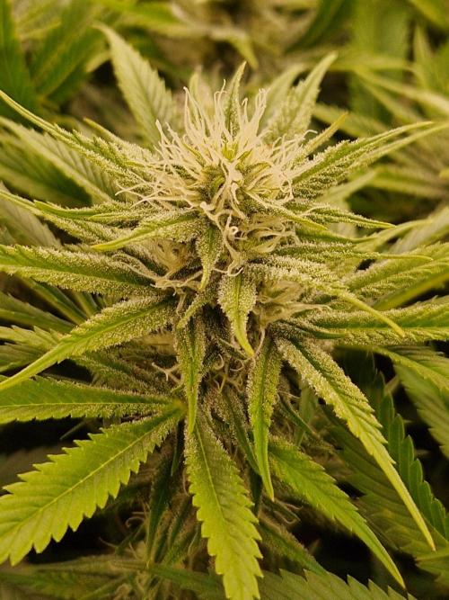 7th Wave. Week 15 - 30.01.26