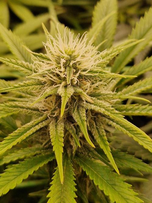 7th Wave. Week 15 - 30.01.26