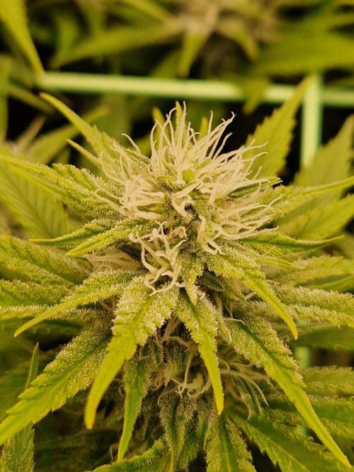 7th Wave. Week 15 - 30.01.26