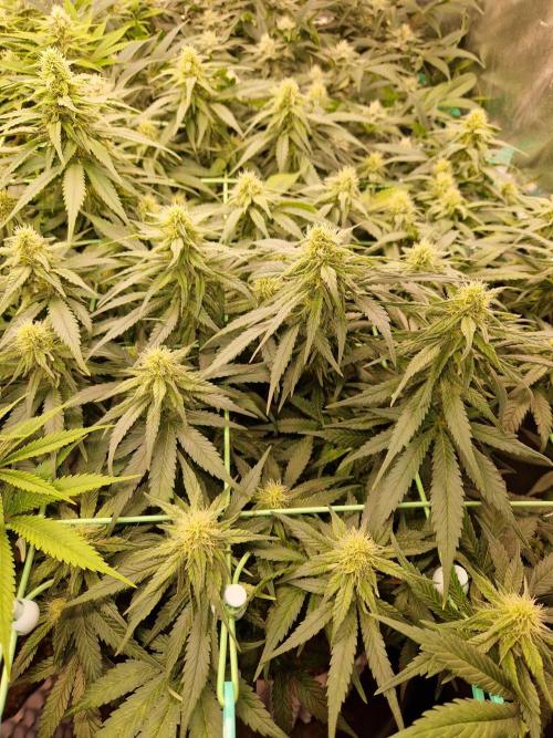 Enemy of the State. Week 15 - 30.01.26