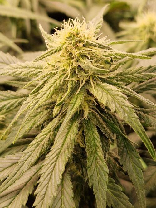 Enemy of the State. Week 15 - 30.01.26