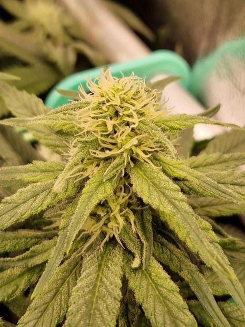 Enemy of the State. Week 15 - 30.01.26