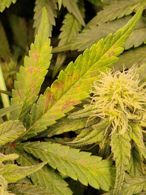 Enemy of the State. Week 15