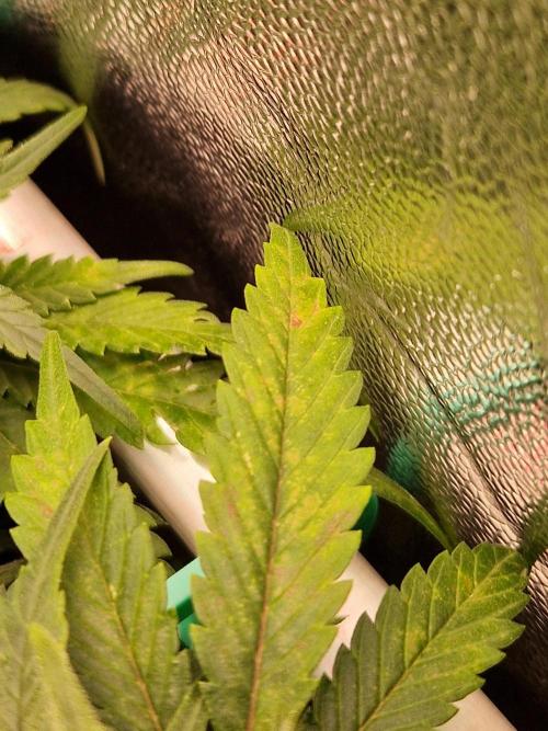 Enemy of the State. Week 15