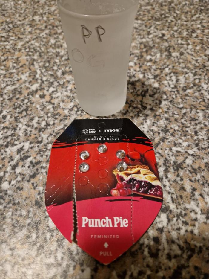 Punch Pie. Week 0 - 01.02.26 