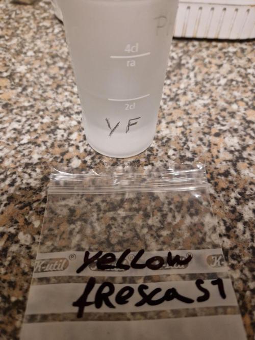 Yellow Fresca S1 - by TerpyGrows710. Week 0 - 01.02.26 