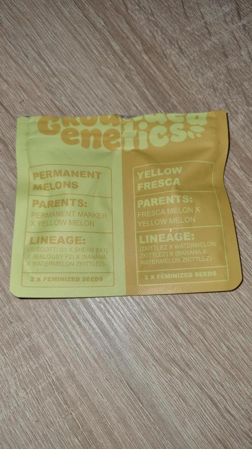 Yellow Fresca S1 - by TerpyGrows710. Week 0