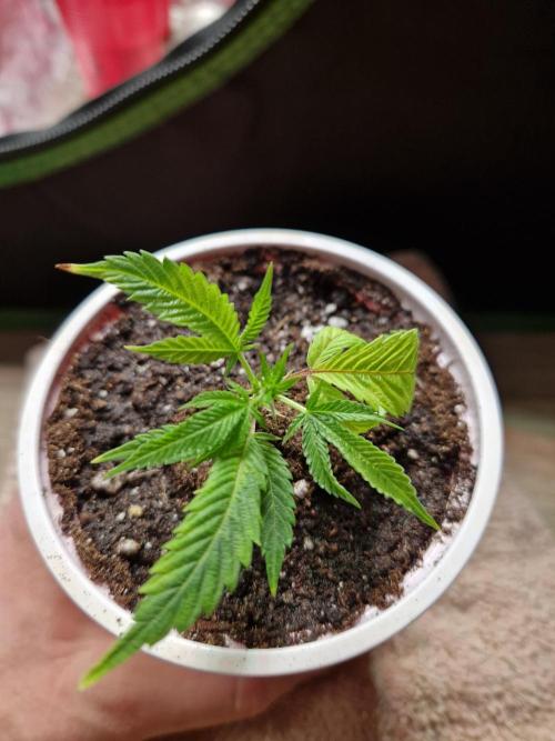 Pink Poochie Vaders Cut. Week 1 - 01.02.26 