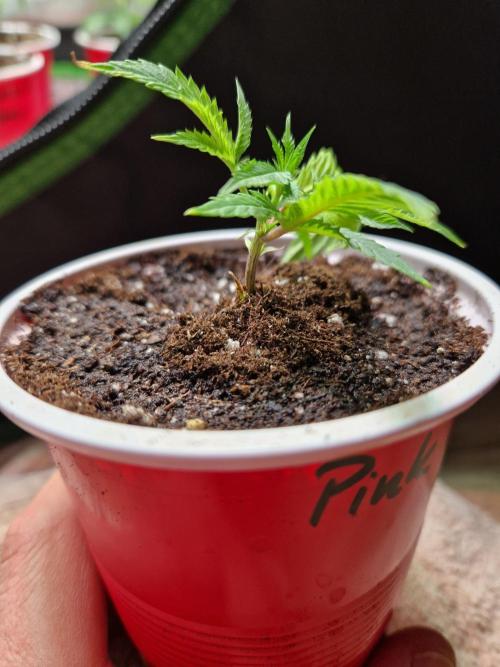 Pink Poochie Vaders Cut. Week 1 - 01.02.26 