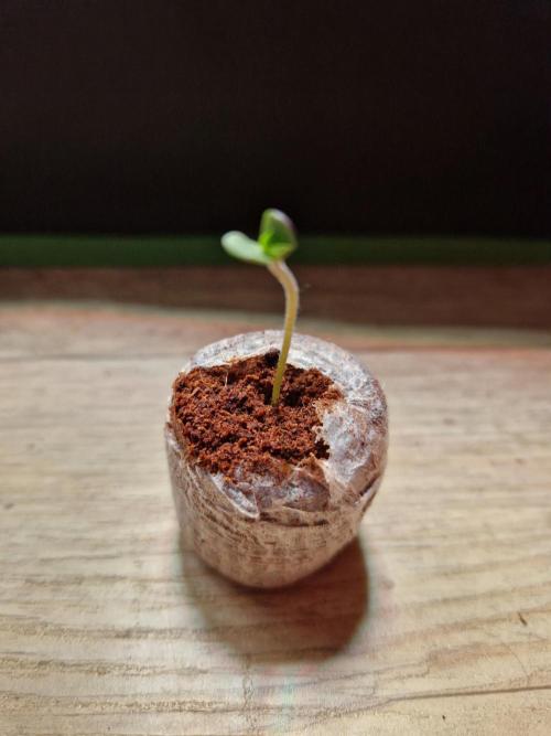 Hawaiian Rainbows. Week 0 - 07.02.26