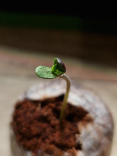 Hawaiian Rainbows. Week 0 - 07.02.26