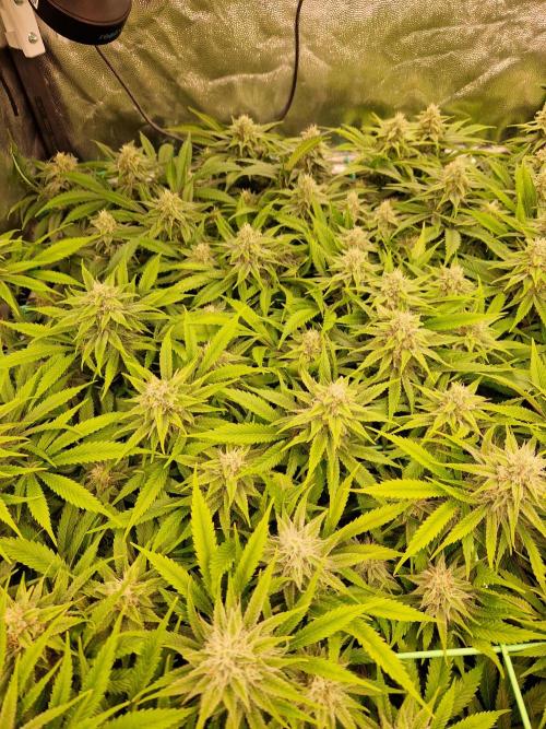 Lemon Mandarin. Week 20 - 07.02.26 