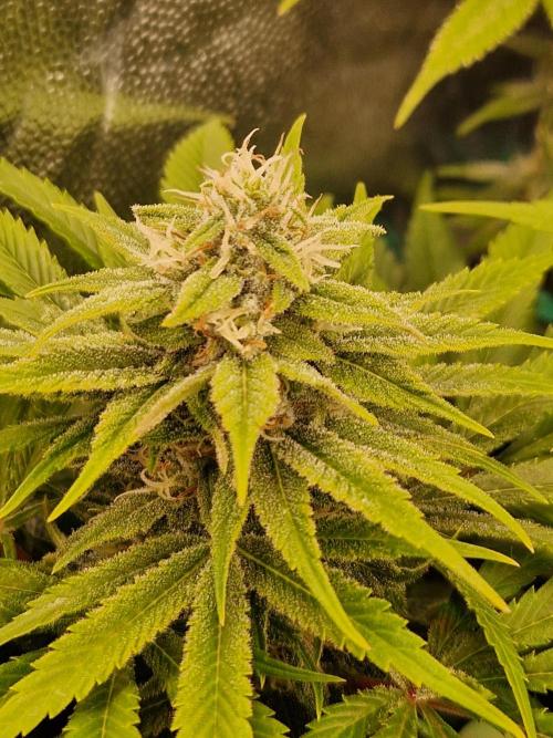 Lemon Mandarin. Week 20 - 07.02.26 