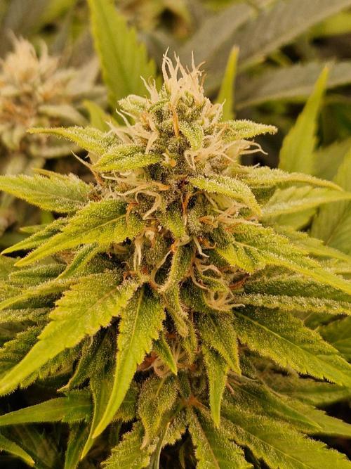 Lemon Mandarin. Week 20 - 07.02.26 