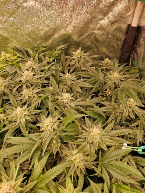 Gorilla Melon. Week 20 - 07.02.26 