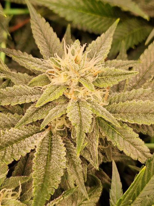 Gorilla Melon. Week 20 - 07.02.26 