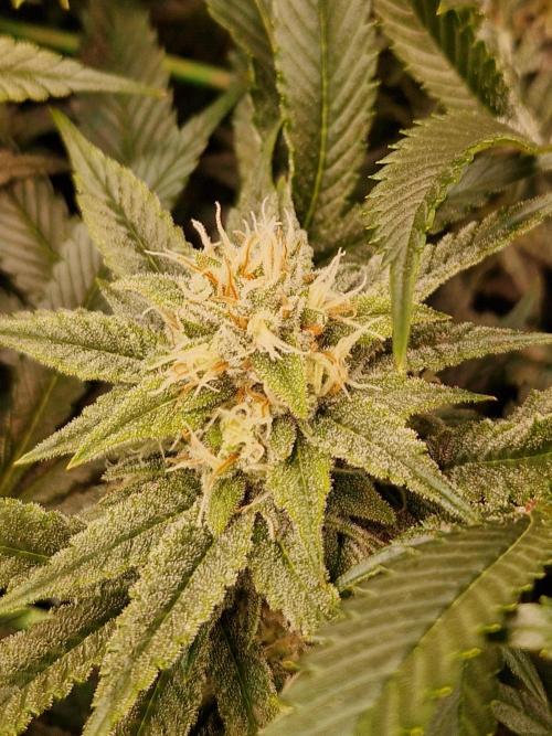 Gorilla Melon. Week 20 - 07.02.26 