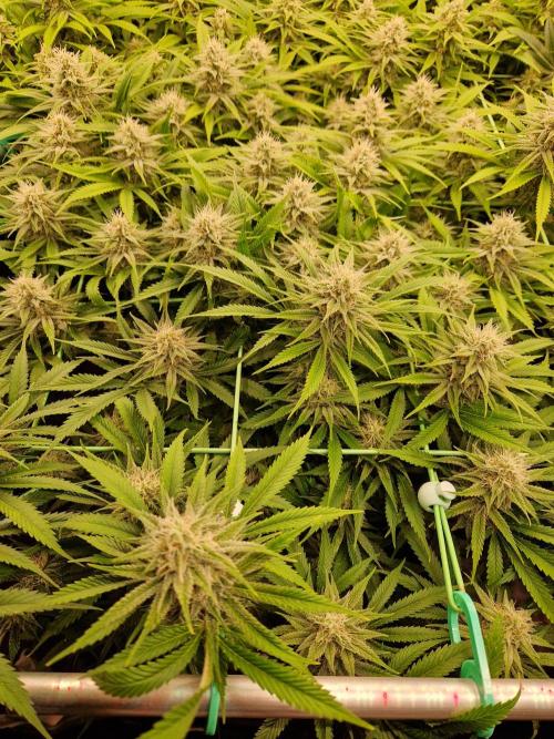 7th Wave. Week 16 - 07.02.26 