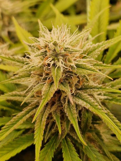 7th Wave. Week 16 - 07.02.26 