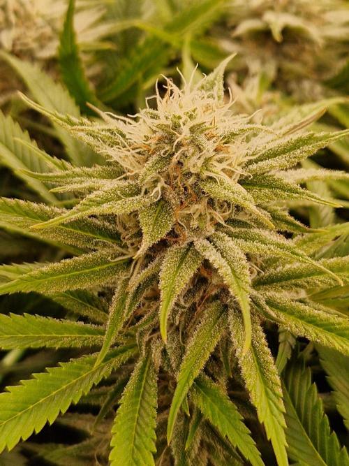 7th Wave. Week 16 - 07.02.26 