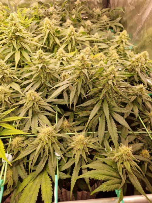 Enemy of the State. Week 16 - 07.02.26 