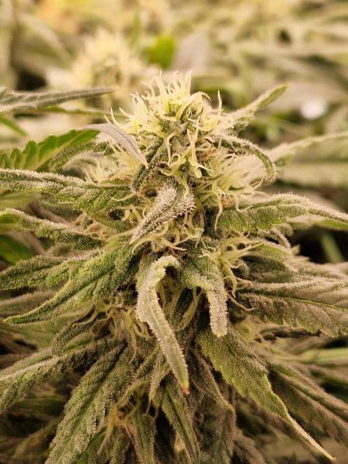 Enemy of the State. Week 16 - 07.02.26 