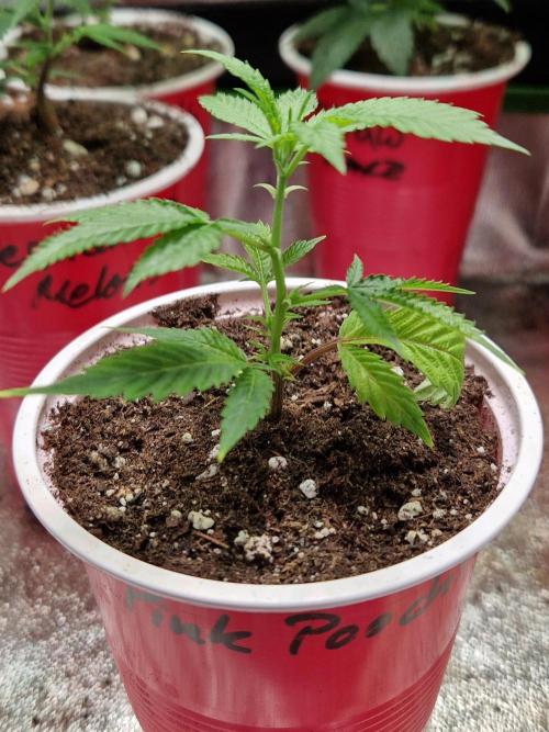 Pink Poochie Vaders Cut. Week 2 - 07.02.26 