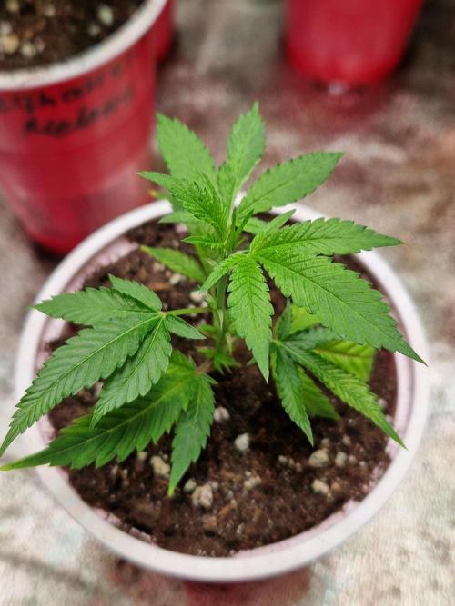 Pink Poochie Vaders Cut. Week 2 - 07.02.26 