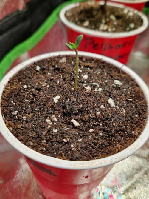 Hawaiian Rainbows. Week 1 - 07.02.26 