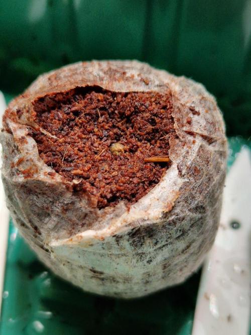 Punch Pie. Week 0 - 07.02.26