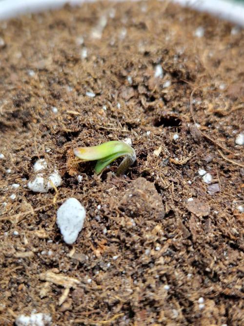 Punch Pie. Week 1 - 09.02.26