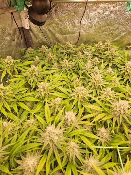 Lemon Mandarin. Week 21 - 13.02.26