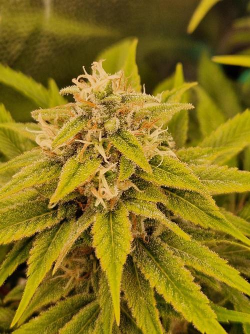 Lemon Mandarin. Week 21 - 13.02.26 