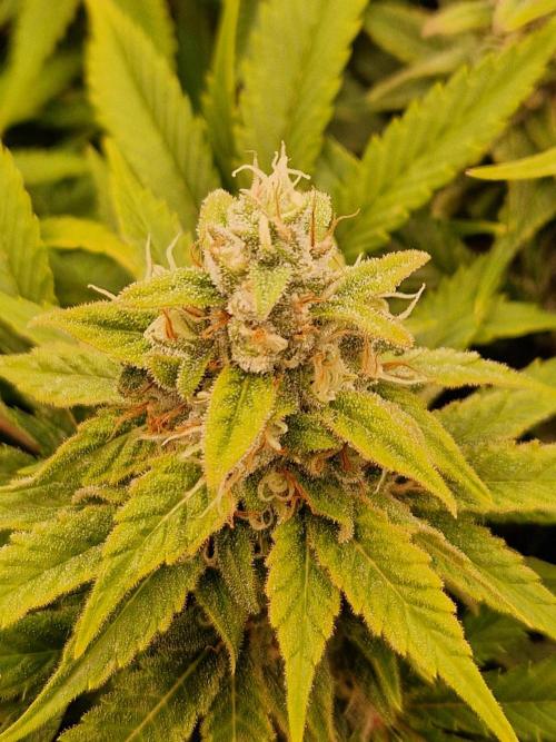 Lemon Mandarin. Week 21 - 13.02.26 