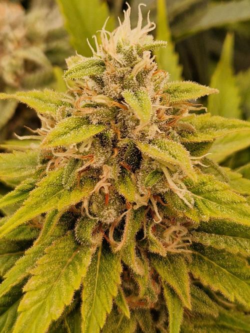 Lemon Mandarin. Week 21 - 13.02.26 