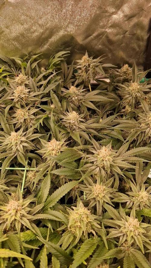 Gorilla Melon