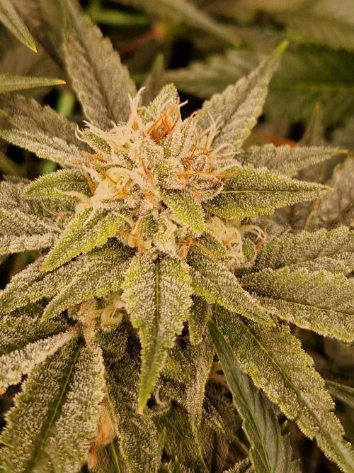 Gorilla Melon. Week 21 - 13.02.26 