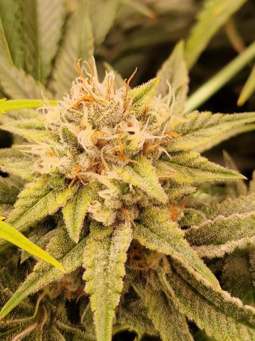 Gorilla Melon. Week 21 - 13.02.26 