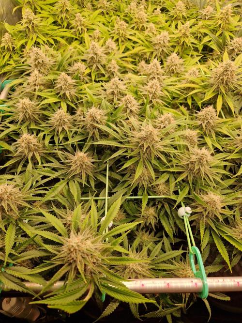 7th Wave. Week 17 - 13.02.26 