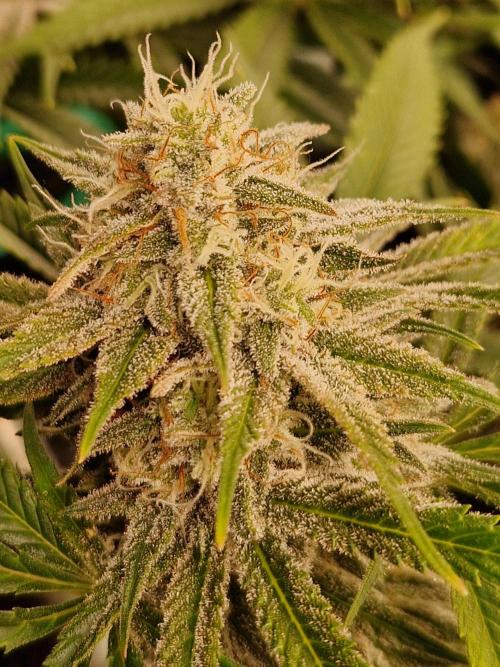 7th Wave. Week 17 - 13.02.26 