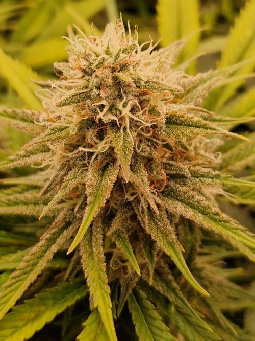 7th Wave. Week 17 - 13.02.26 